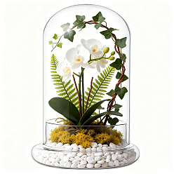 Clair Couvercle de dôme en verre en arc, vitrine décorative, cloche cloche terrarium, clair, 150x210mm