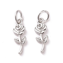 Платина Латунь прелести, с целью перехода в кольце, без кадмия и без свинца, роза, платина, 14x5x1.5 мм, отверстие : 3 мм