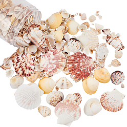 Seashell Color Natural Sea Shell Beads Kits, Spiral Shell, Clam Shell, Scallop Shell, Undrilled/No Hole Beads, Seashell Color, 5~51x3~64x2~15mm, about 400g/box