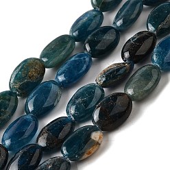 Апатит Природного апатита нитей бисера, Плоско-овальные, 12.5x8.5x4.5 мм, отверстие : 0.6 мм, около 33 шт / нитка, 15.71'' (39.9 см)