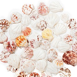 Морская Ракушка Природного шарики оболочки, нет отверстий / незавершенного, принадлежности для микроландшафта из мха, цвет морской раковины, 30~50 мм, 220 г / коробка