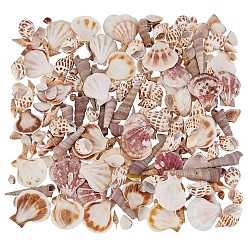 Mixed Color Natural Shell Beads, No Hole/Undrilled, Mixed Color, 55~75x14~18x14~18mm, 200pcs/box