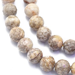 Fossil Natural Conch Fossil Beads Strands, Round, Faceted(128 Facets), 8mm, Hole: 1.2mm, about 49pcs/strand, 15.16 inch(38.5cm)