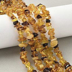 Янтарный Янтарные шарики нити, чип, 5~11x4.5~6x2~4 мм, отверстие : 0.6 мм, 14.96 дюйм (38 см)