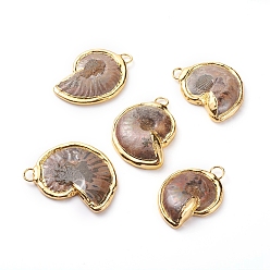 Fossil Conch Fossil Pendants, with Edge Golden Plated Brass Loops, 37~53x25~38x5~10mm, Hole: 5~6x3~4mm