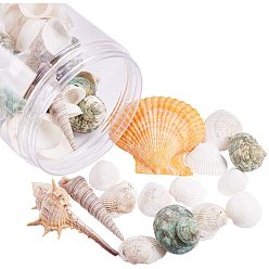 Mixed Color Sea Shell Beads, Undrilled/No Hole Beads, Mixed Shape, Mixed Color, 20~73x14~60x10~31mm