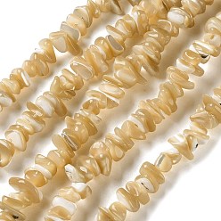 (932FM) Темно-синий аква-матовый с подкладкой Натуральные бусины из ракушек трохуса, чип, темно-золотистые, 2~7x7~13x3~6 мм, отверстие : 0.7 мм, 15.35~15.75'' (39~40 см)