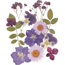 Púrpura Flores secas prensadas, para celular, marco de la foto, scrapbooking diy y resina art decoraciones florales, púrpura, 135x105x0.3 mm