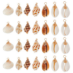 Mixed Shapes 28шт 7 стили натуральные подвески из смешанных ракушек, Подвески в форме ракушек, обернутые медной проволокой, реальный 18 k позолоченный, разнообразные, 23~35.5x12.5~20x8.5~17.5 мм, отверстие : 1.6~2 мм, 4 шт / стиль