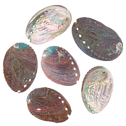 Color mezclado Decoraciones de exhibición de conchas de paua natural, accesorios de decoración para peceras, shell forma, color mezclado, 78~84x53~57x14~15 mm