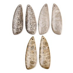 Wing Натуральные ископаемые коралловые подвески, подходящие подвески, крылатые прелести, 39~40x13~13.5x4~4.5 мм, отверстие : 1.2 мм