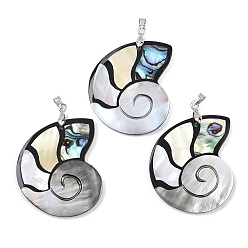 Черный Подвески из натуральных ракушек пауа, черных ракушек-губоносок и желтых ракушек, подвески в форме раковины с латунными дужками, платина, стойки покрытие, чёрные, 41.5~43.5x33.5~34.5x3.5~4.5 мм, отверстие : 4.5x4 мм