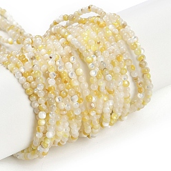 Светлый Золото-желтый Натуральные бусины из ракушек трохуса, круглые, светлый золотарник желтый, 3 мм, отверстие : 0.5 мм, около 129~130 шт / нитка, 14.57~14.69'' (37~37.3 см)