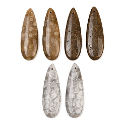 Teardrop Натуральные ископаемые коралловые подвески, подходящие подвески, слезинки, 39~40x13~13.5x4~4.5 мм, отверстие : 1.2 мм