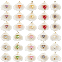 Золотой 30 шт. подвески из натуральных ракушек и искусственного жемчуга, подвески в форме ракушки с железными петлями, разноцветные, золотые, 20.5~23x24~26x8.5~9 мм, отверстие : 2 мм