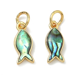 Раковина Натуральные подвески в виде рыбок из раковин пауа, с латунной, без свинца и без кадмия, стойки покрытие, долговечный, реальный 18 k позолоченный, 12x5x2.5 мм, Перейти кольцо: 5x0.7 мм, внутренний диаметр: 3.5 мм