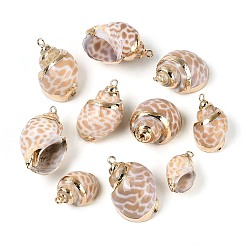 Сэнди Коричневый Гальванические подвески из натуральной спирали в ракушке, Подвески в виде раковин с петлями из железа золотистого оттенка., песчаный коричневый, 19.5~30.5x13~22x11~18 мм, отверстие : 1.6~1.8 мм
