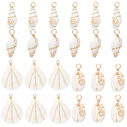 Золотой 24 шт. 4 стили подвесок из натуральных ракушек, с петлями из медной проволоки, золотые, 25~50x10~37.5x7~10.5 мм, отверстие : 4 мм, 6 шт / стиль