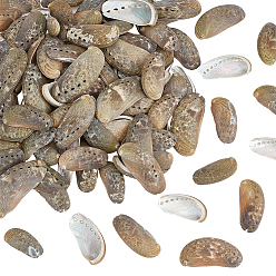 Верблюжий 500г натуральной оболочки, формы раковины, для наполнителя вазы, материалы для украшения аквариума, diy craft, верблюжие, 50~70x20~40x8~15 мм