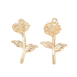 November Chrysanthemum Латунные подвески, , золотые, ноябрьская хризантема, 21x12.5x4 мм, отверстие : 1 мм