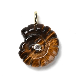 Тигровый глаз Природных тигровый глаз подвески, подвески-ракушки с покрытием из золотистой латуни с микропаве из кубических цирконий, 32~32.5x22.5~23x9~10 мм, отверстие : 4 мм