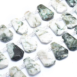 Древесный агат Натурального дерева агат бисер нитей, сверху просверленные бусы, граненые, слеза, 25~33x15~22x5~7 мм, отверстие : 1.2 мм, около 17~21 шт / нитка, 15.15 дюйм ~ 15.55 дюйм (38.5~39.5 см)