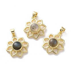 Лабрадорита Природные подвески лабрадорита, стойка покрытие золотистый тон латунные подвески, долговечный, без свинца и без кадмия, цветок, 18x16x5~5.5 мм, отверстие : 3.5x3 мм