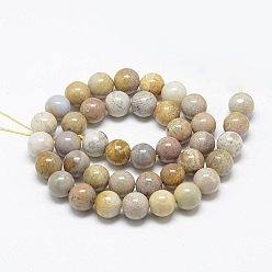 Fossil Coral Natural Fossil Coral Beads Strands, Round, 8~9mm, Hole: 1mm, about 45~48pcs/strand, 15.7 inch