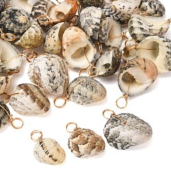 Coffee Natural Shell Pendants, Shell Shape Charms with Light Gold Coppper Loops, Coffee, 22~26x16~20x11~15mm, Hole: 5mm