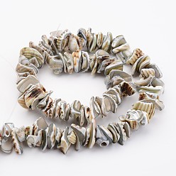 Light Grey Natural Shell Bead Strands, Dyed, Nuggets, Light Grey, 10~20x8~12x3~6mm, Hole: 1mm, about 15.7 inch